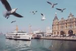 Istanbul Haydarpasa Kadiköy Seagulls