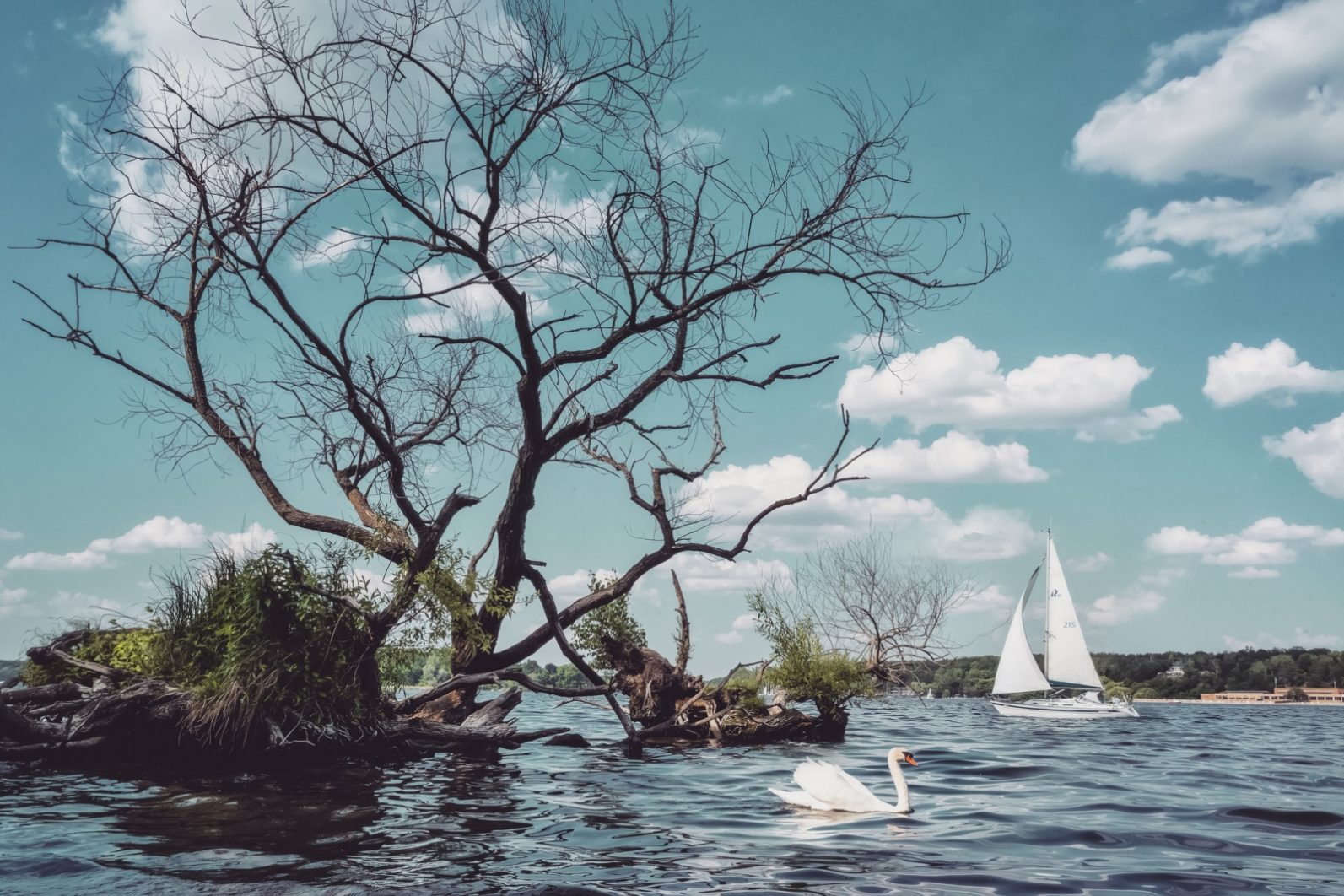 Sailing in Wansee Berlin