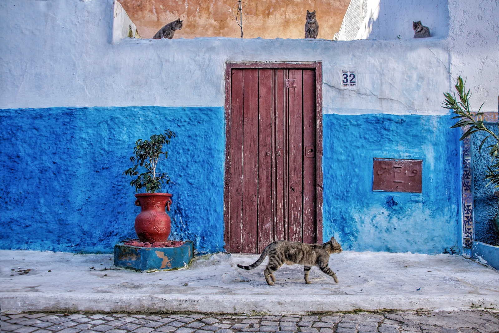 Cats of Morocco