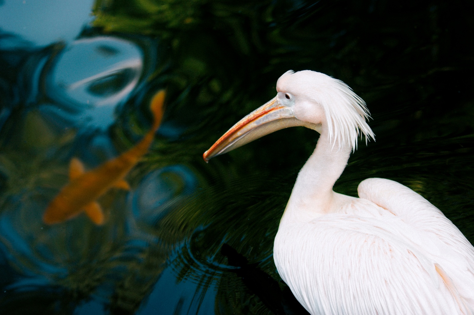 Pelican and the fish Hellabrunn zoo