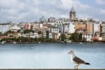 Galata Tower and The Seagull Istanbul