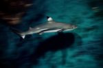 Reef Shark Italy