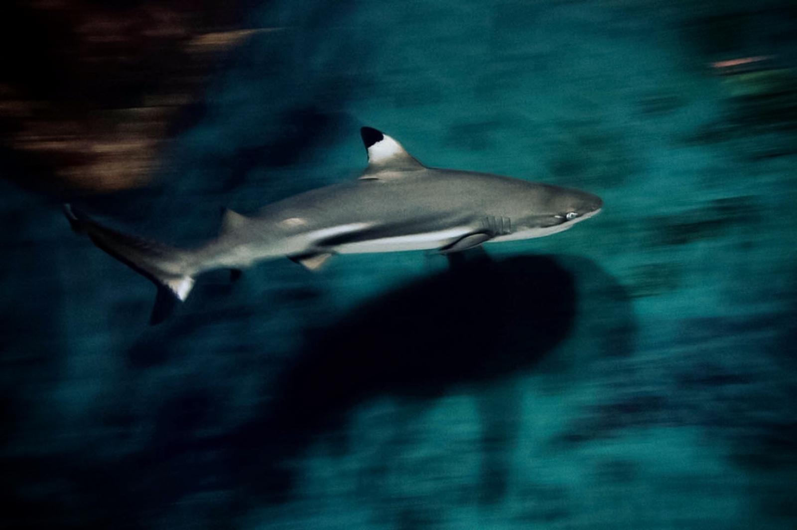 Reef Shark Italy