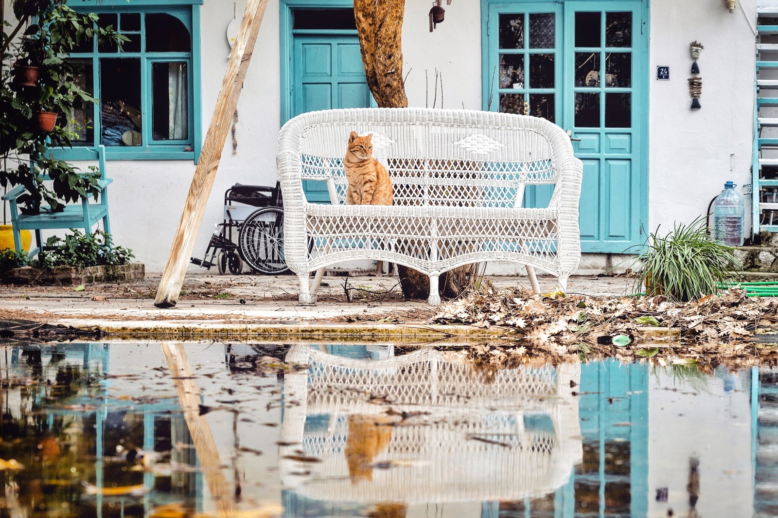 Cat of Selimiye, Turkey