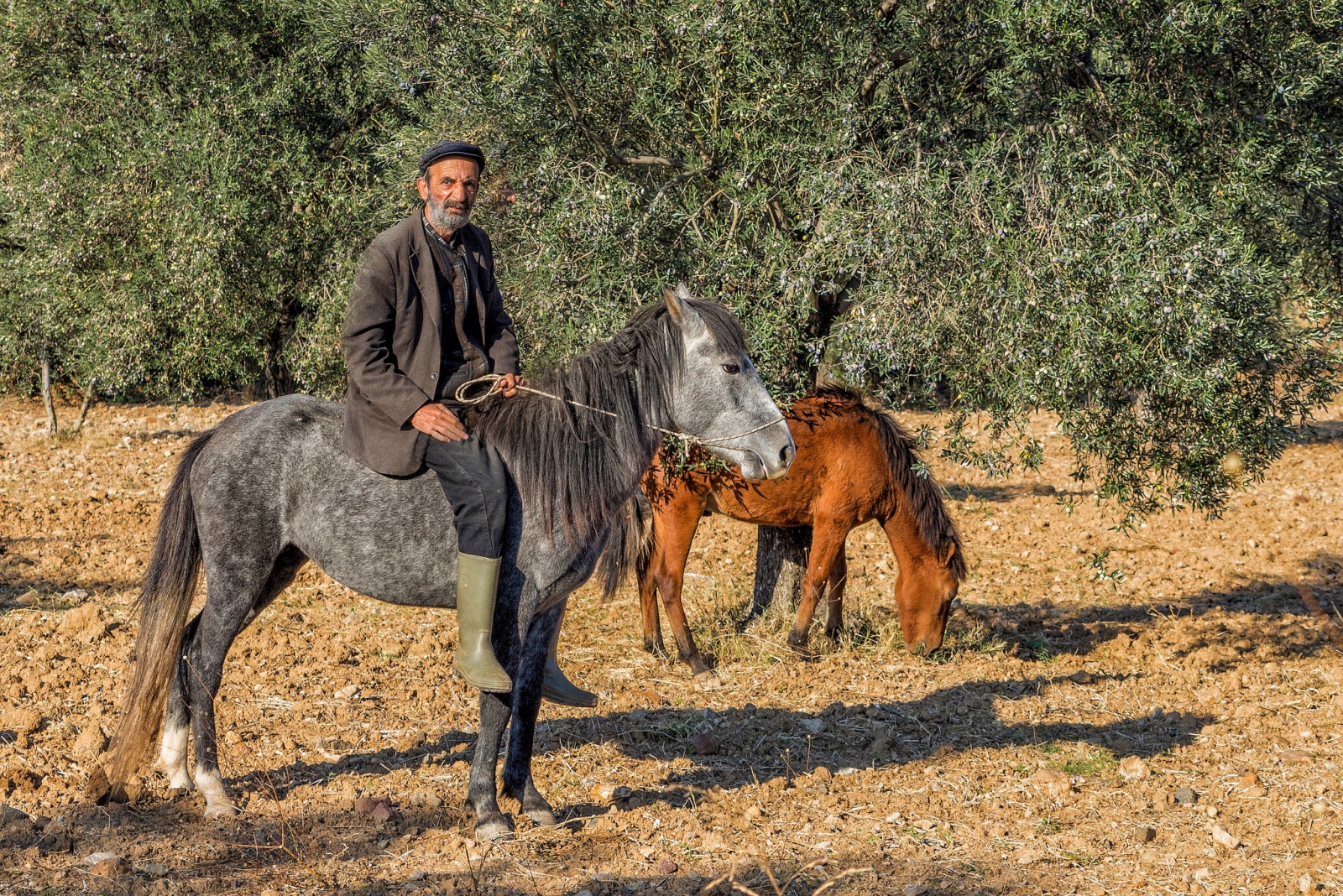 Turkish farmer and his horses