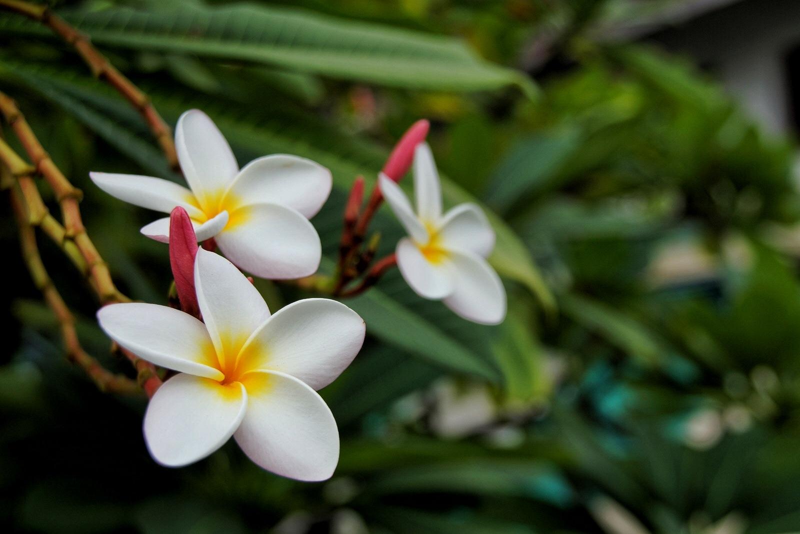 Plumeria Flower Pattaya Thailand