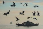 Yalova Ferry and Seagulls