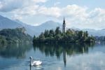 Bled lake Slovenia and the swan