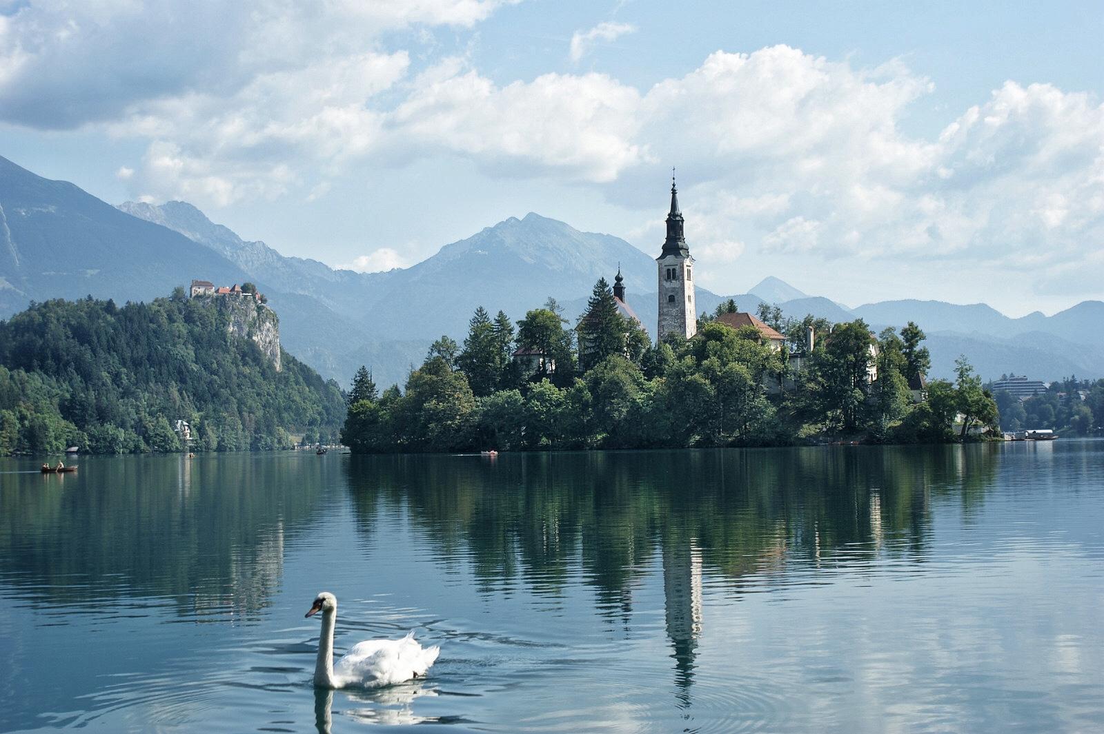 Bled lake Slovenia and the swan