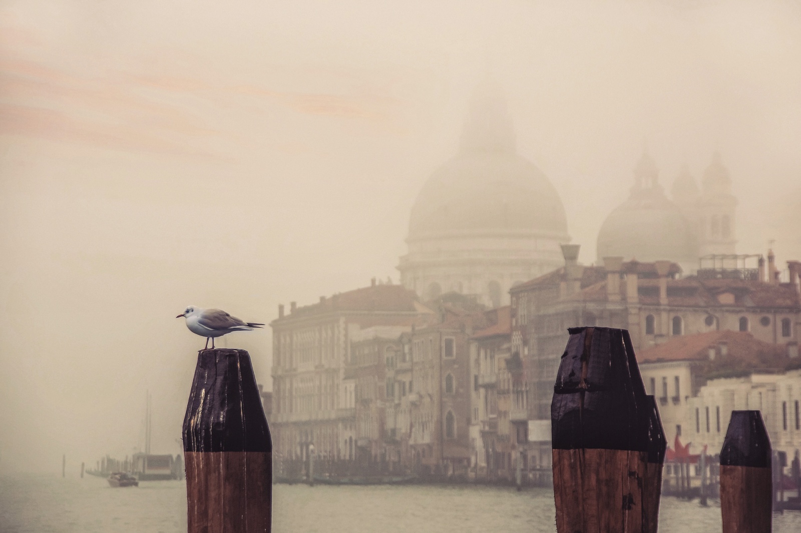 Venice Seagull