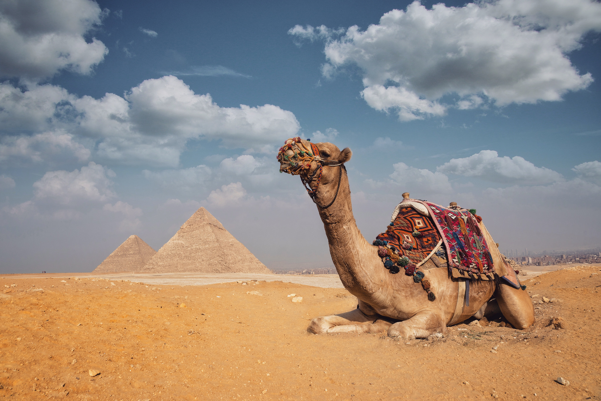 Camel and the pyramids