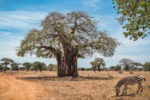 Baobab Tree