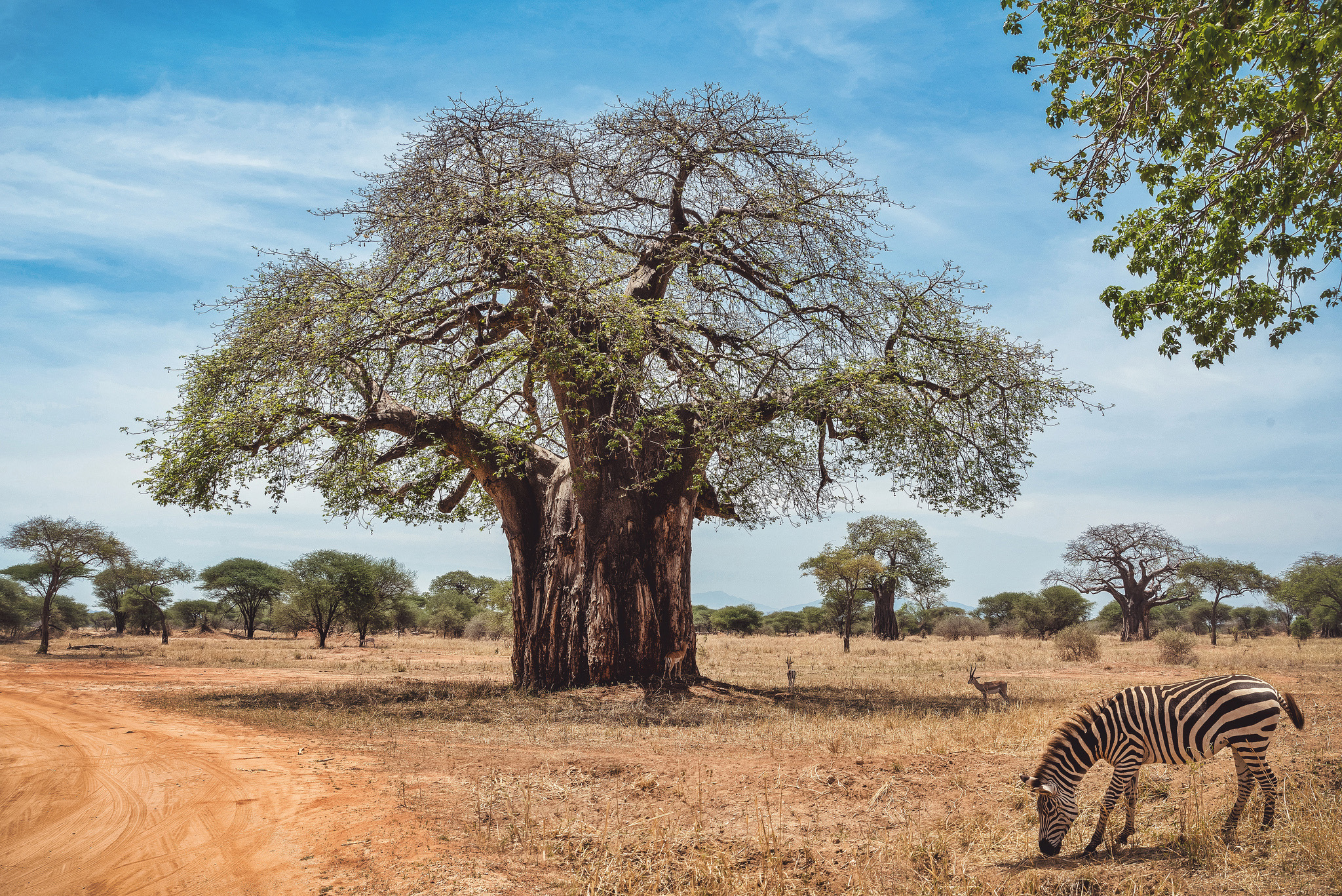 Baobab Tree