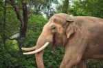 Asian Elephant, Berlin Zoo..