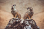 Meerkat Couple of Berlin Zoo