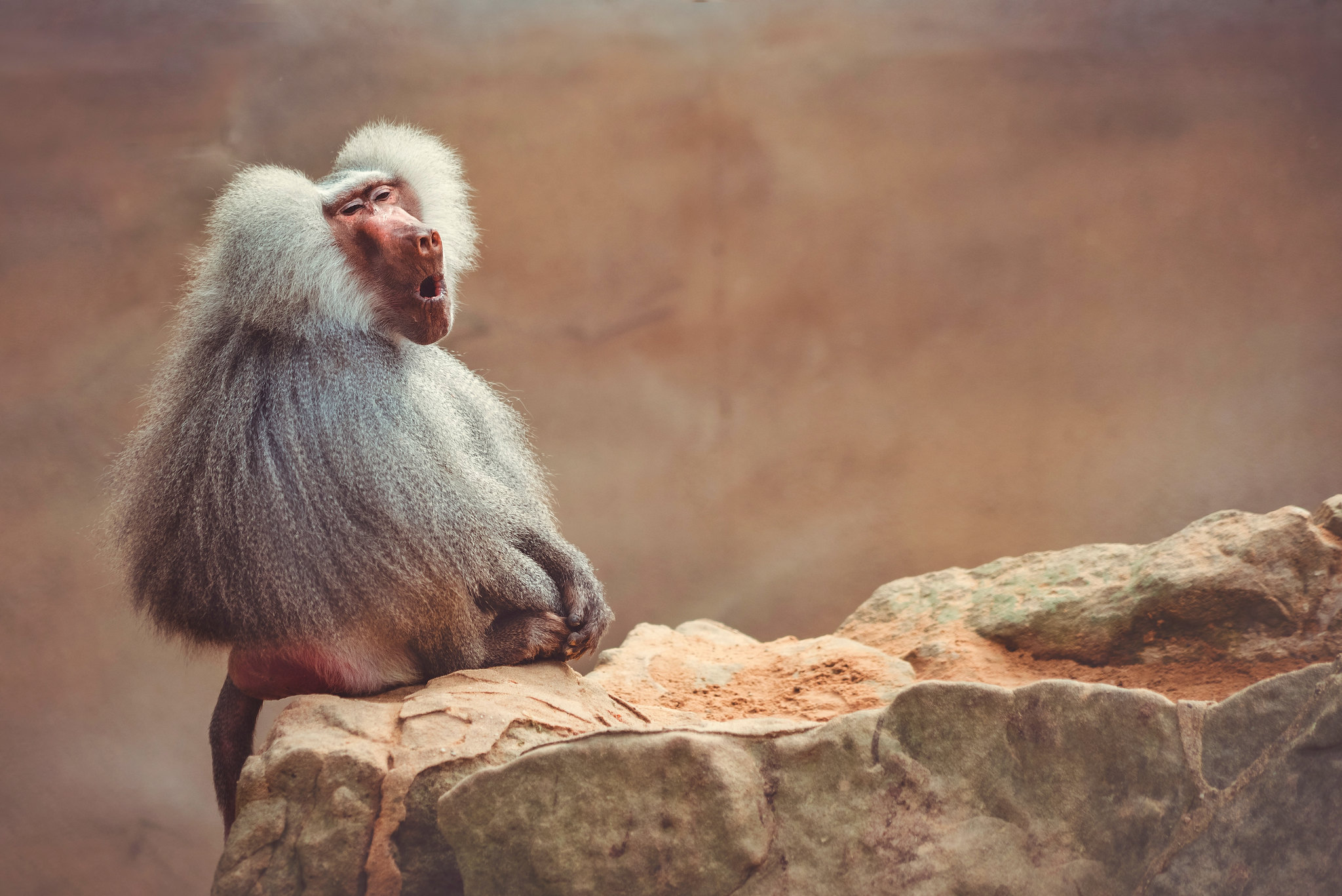 Hamadryas Baboon of Berlin Zoo