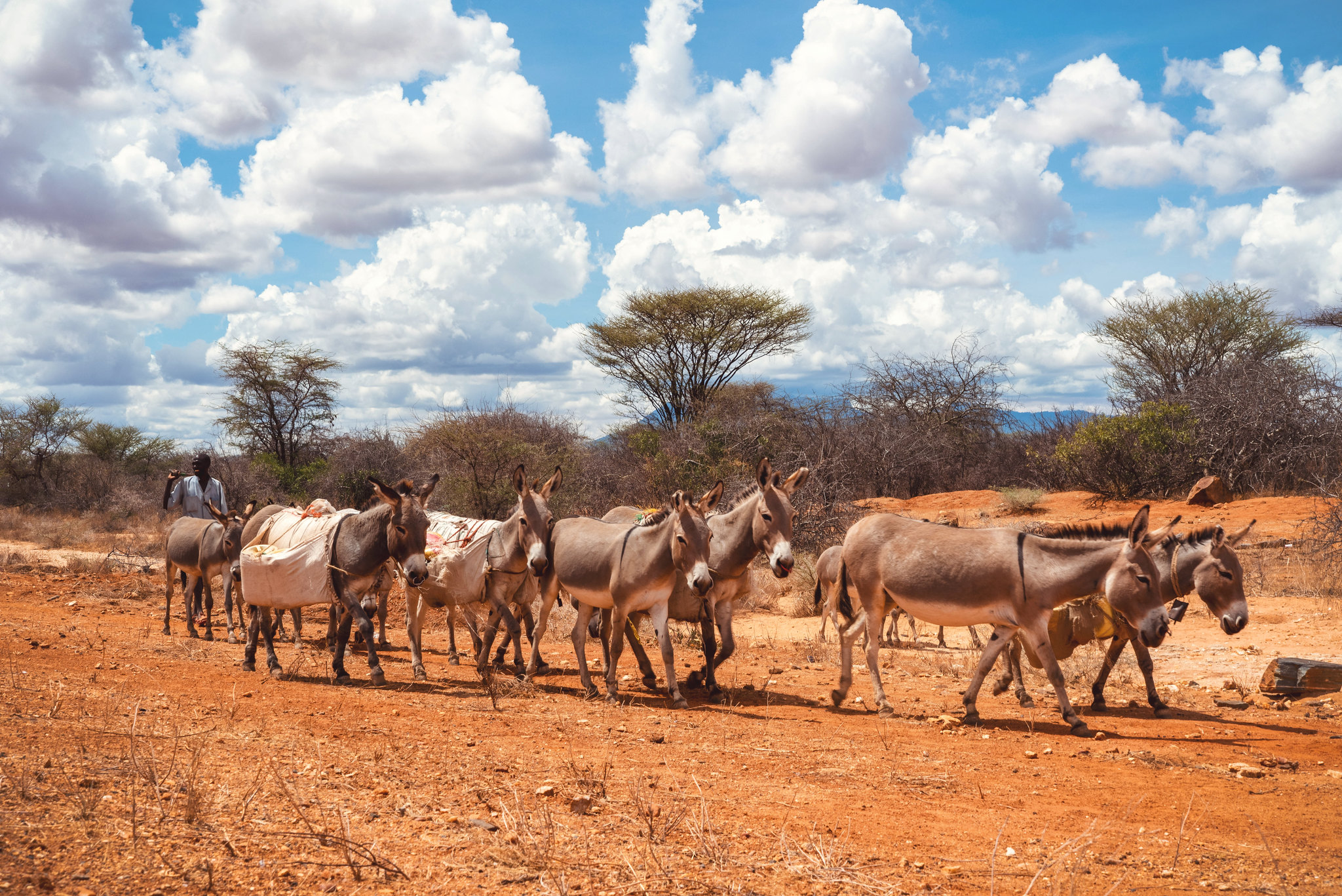 Donkey caravan