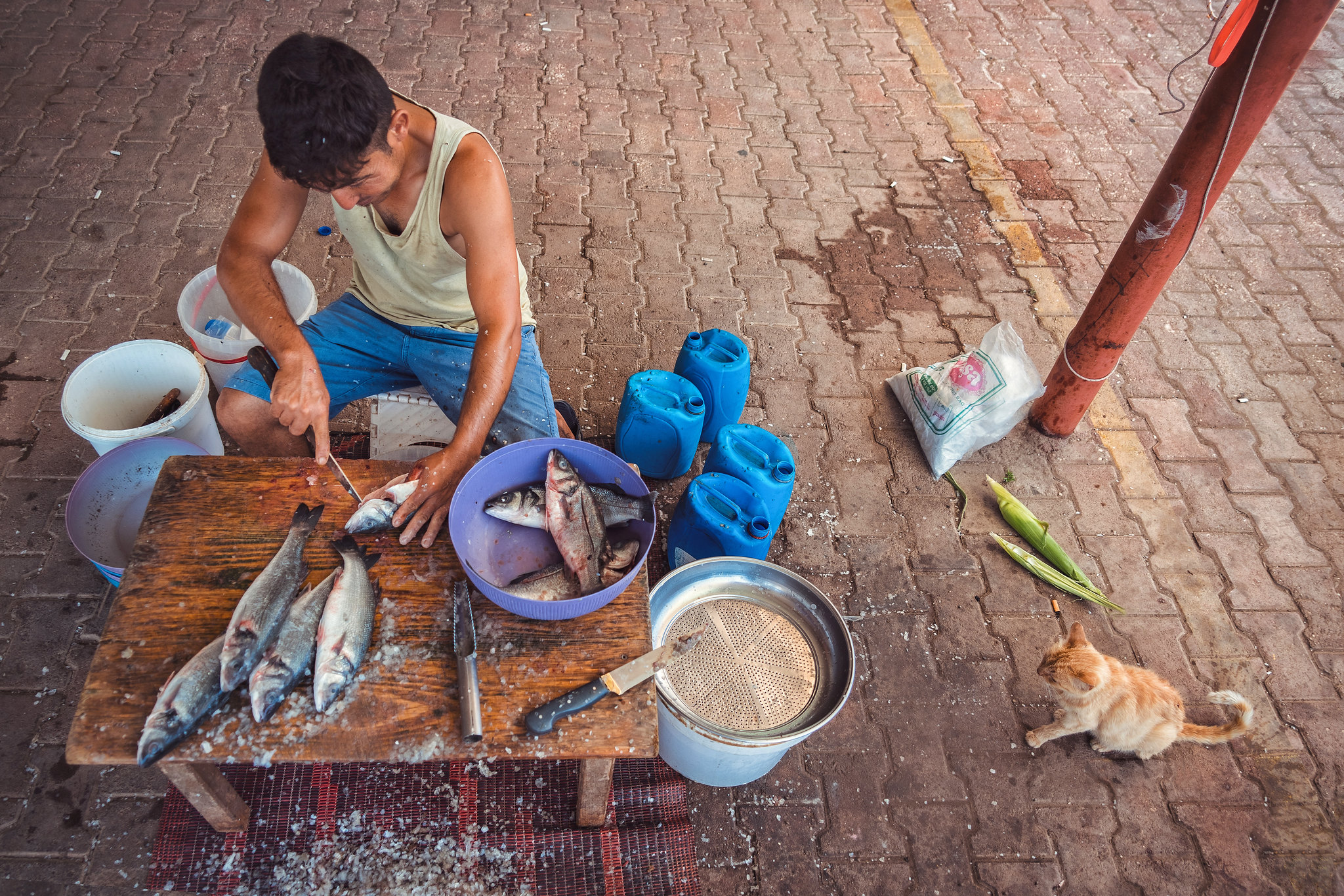 Fish, Fisherman & The Cat