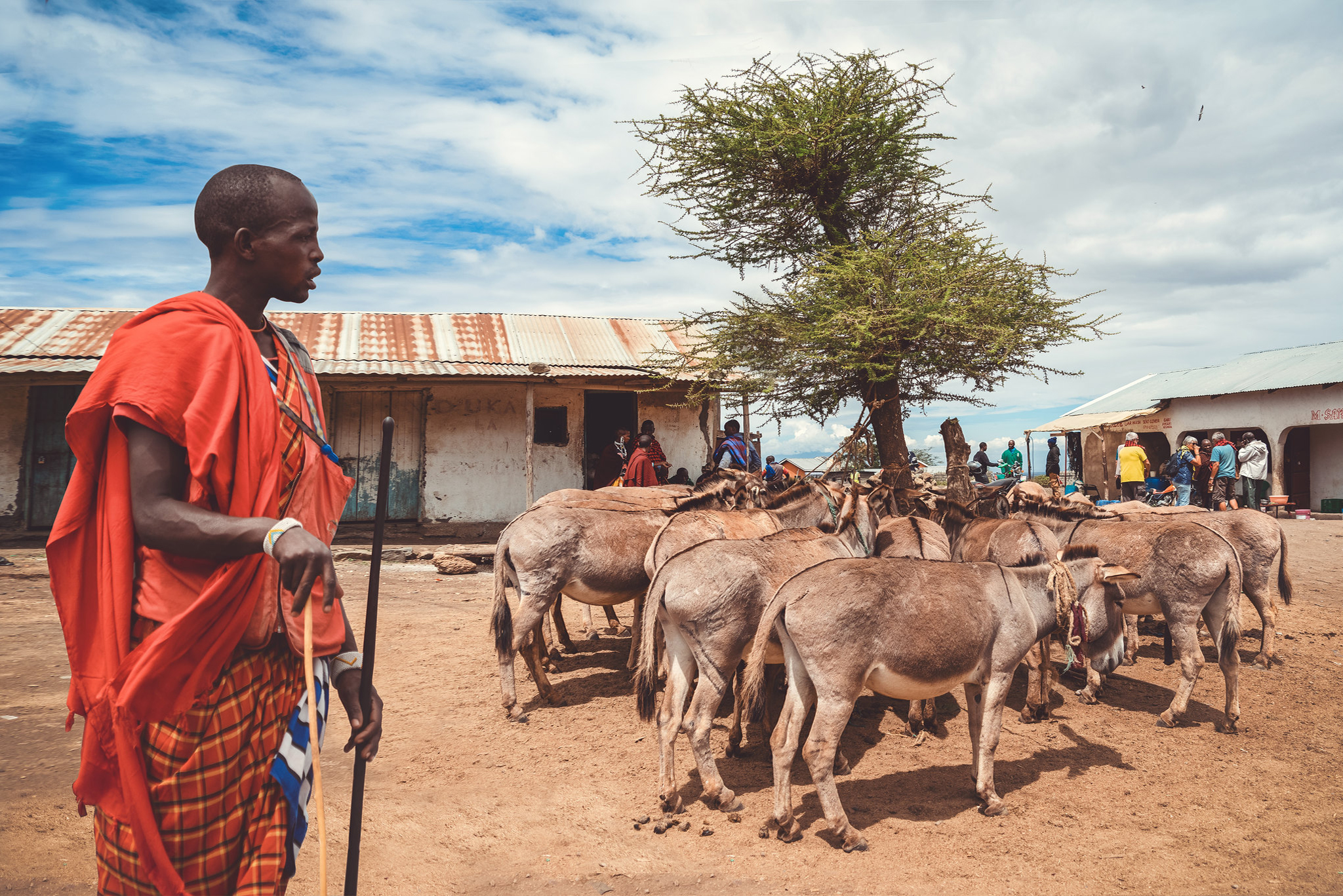 Maasai Herdsman