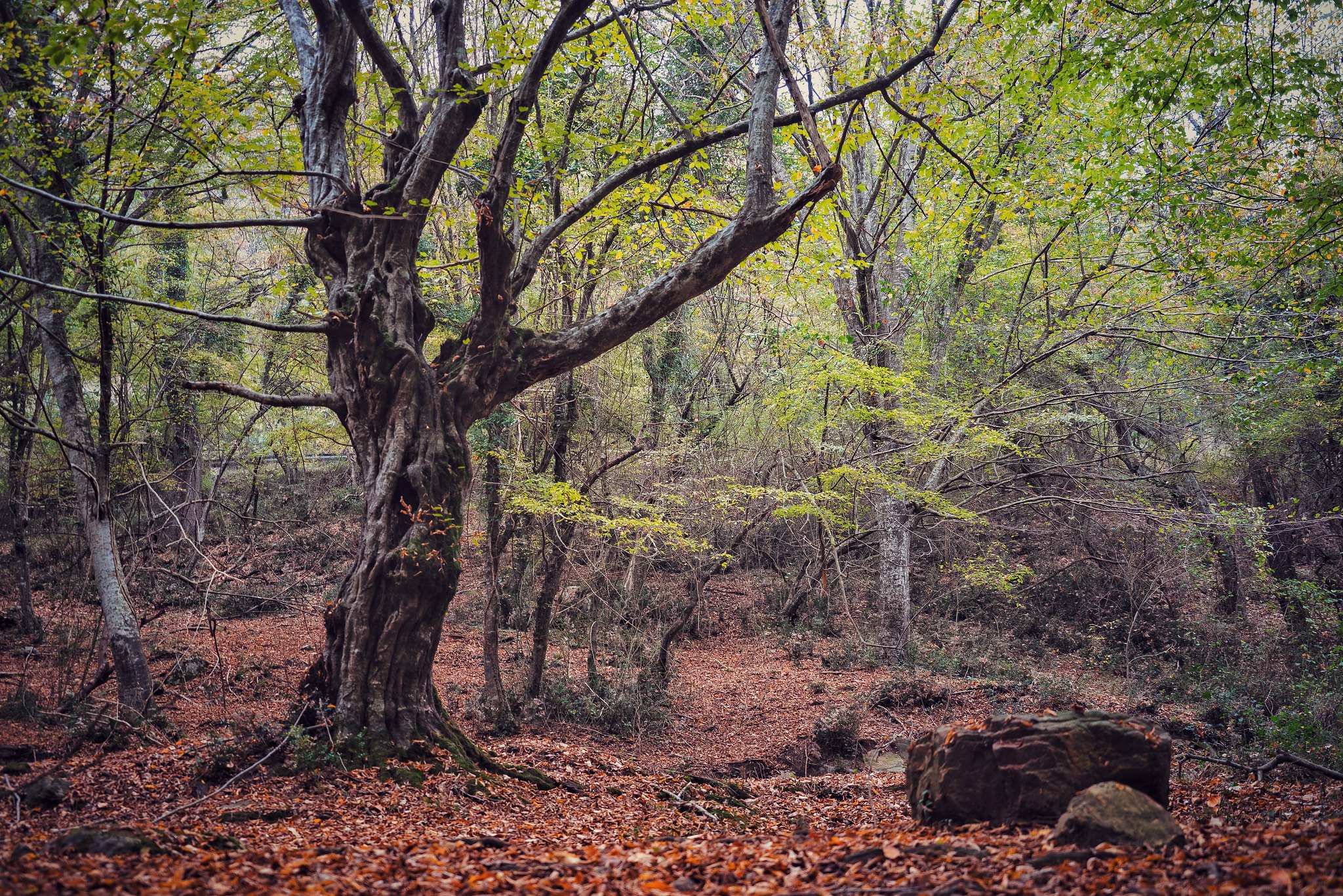 Autumn Landscape