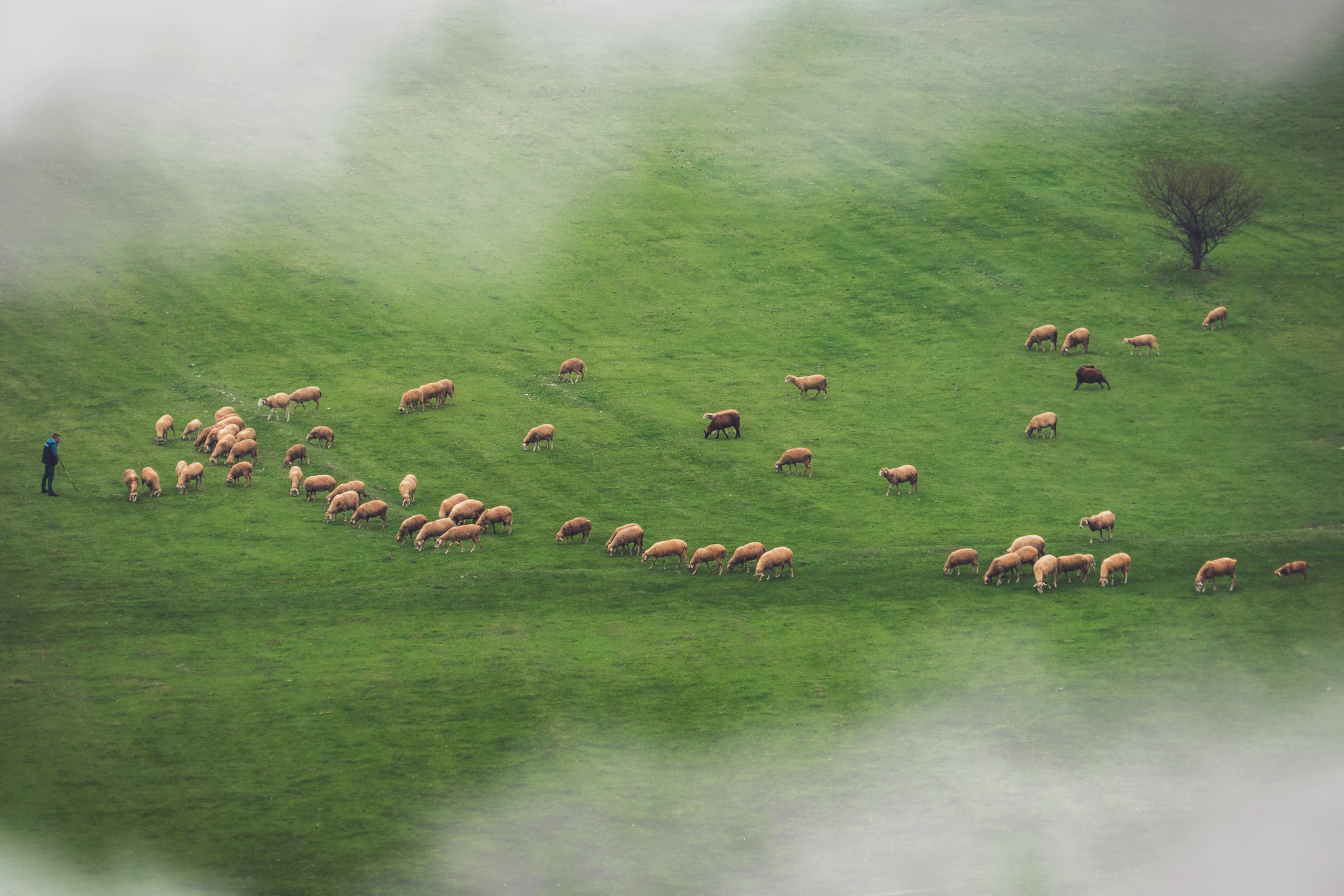 Misty Morning and the herd