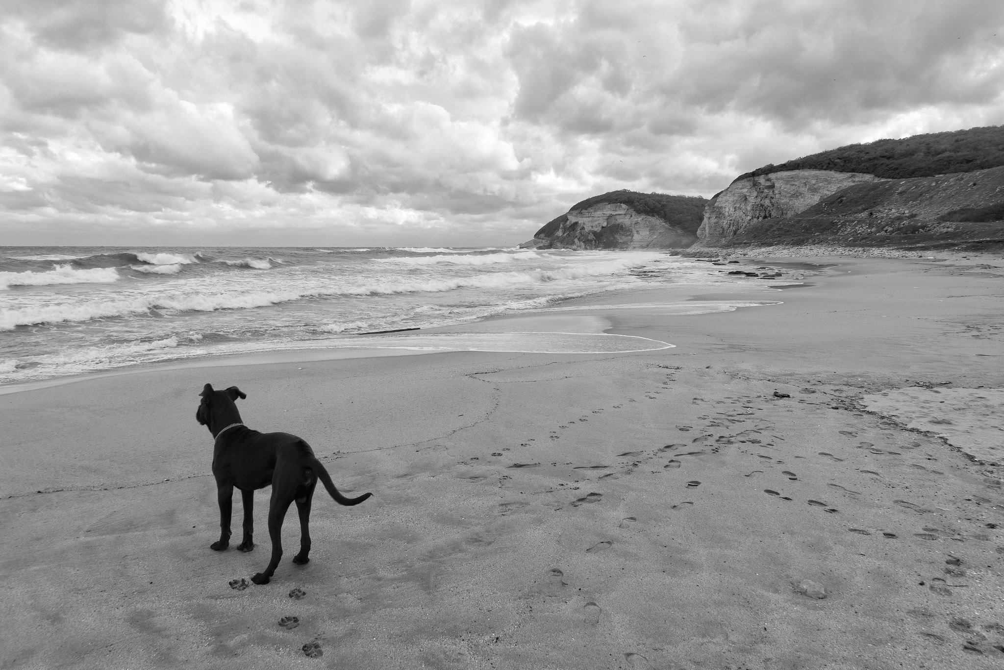 Hector the Cane Corso