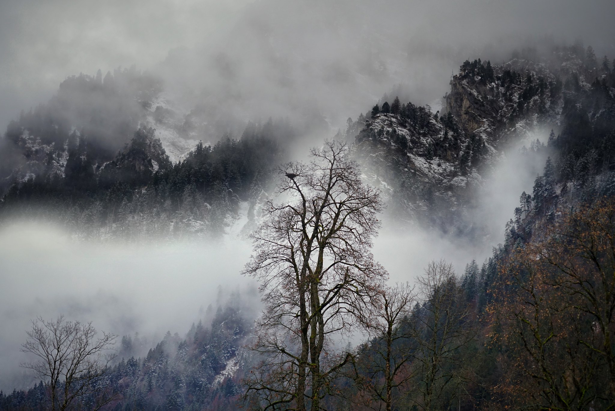 Schwangau foggy day at the Alps