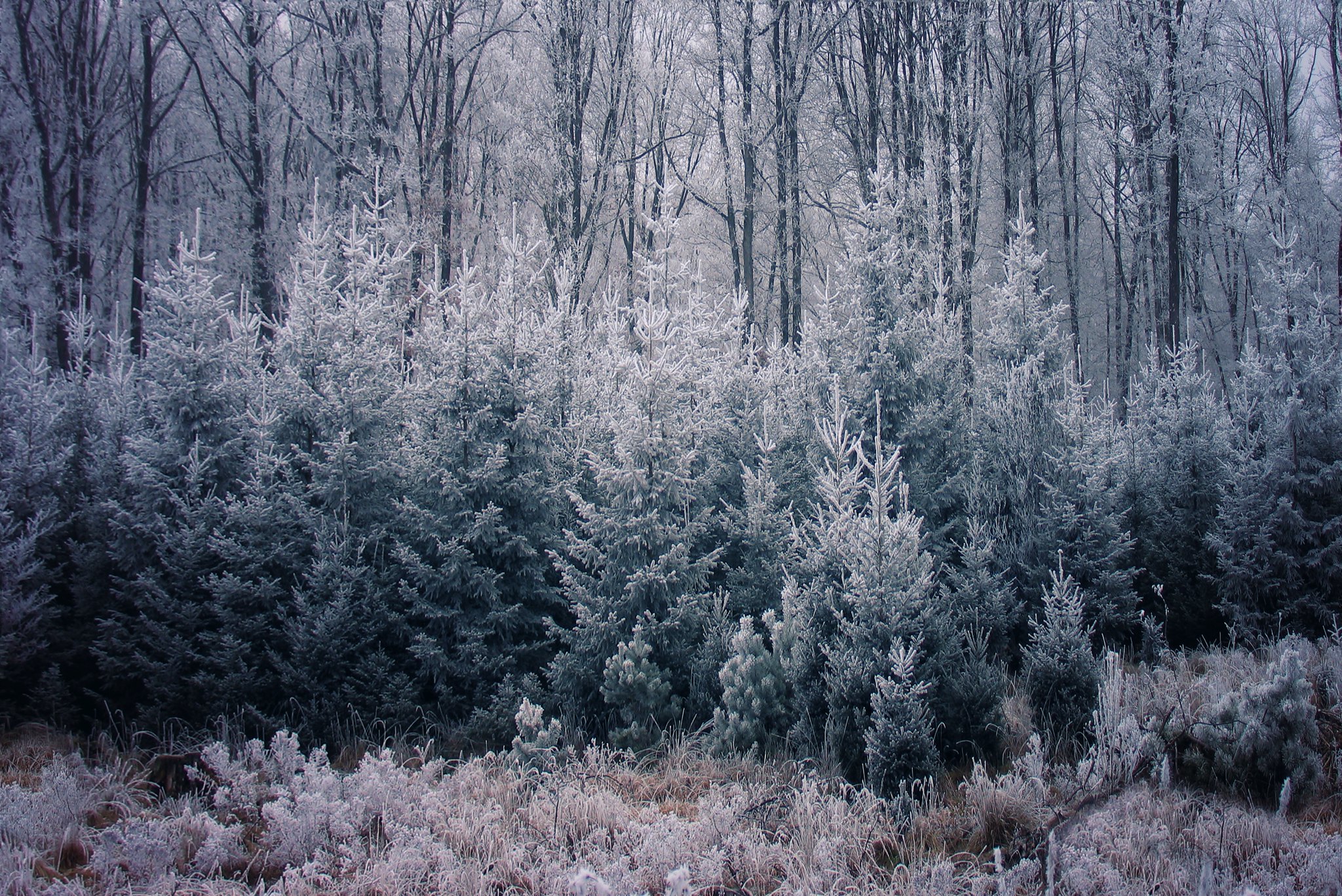 Winter in Grünwald