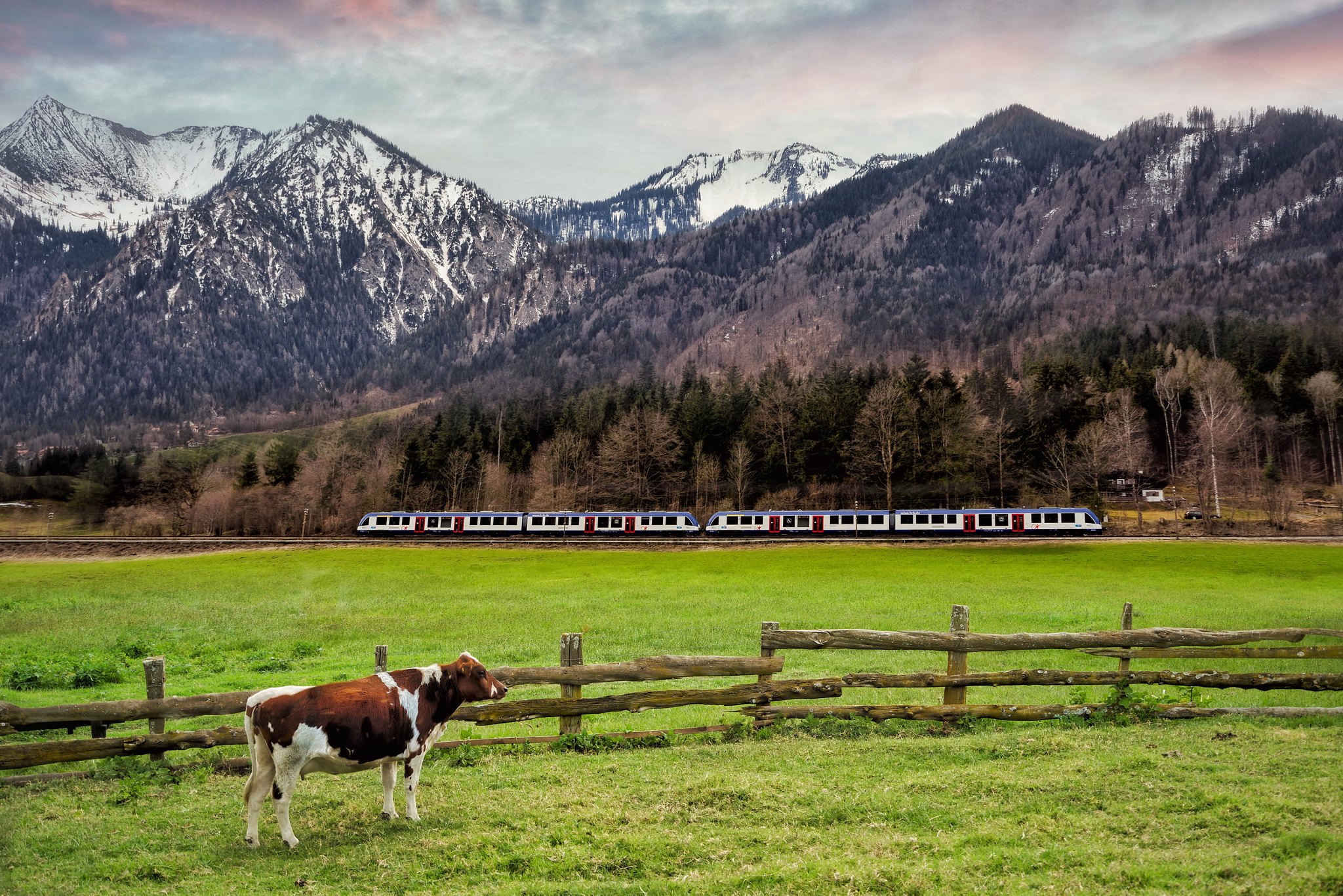 The train, the Alps and the cow..