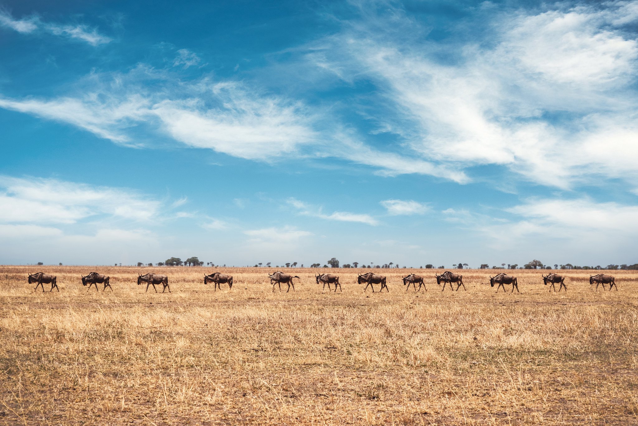 Wildebeests of Tanzania