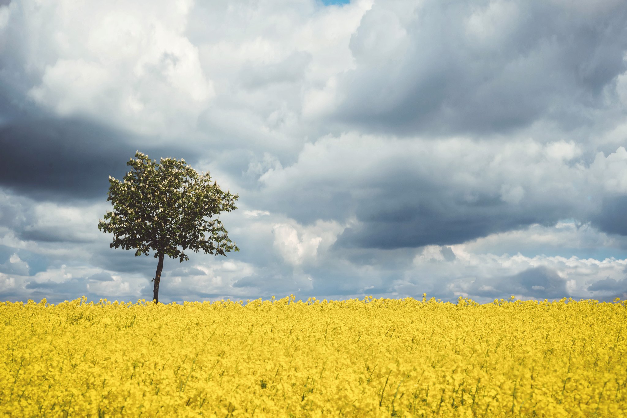 Rapeseed field Waren