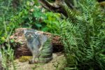 Pallas's cat