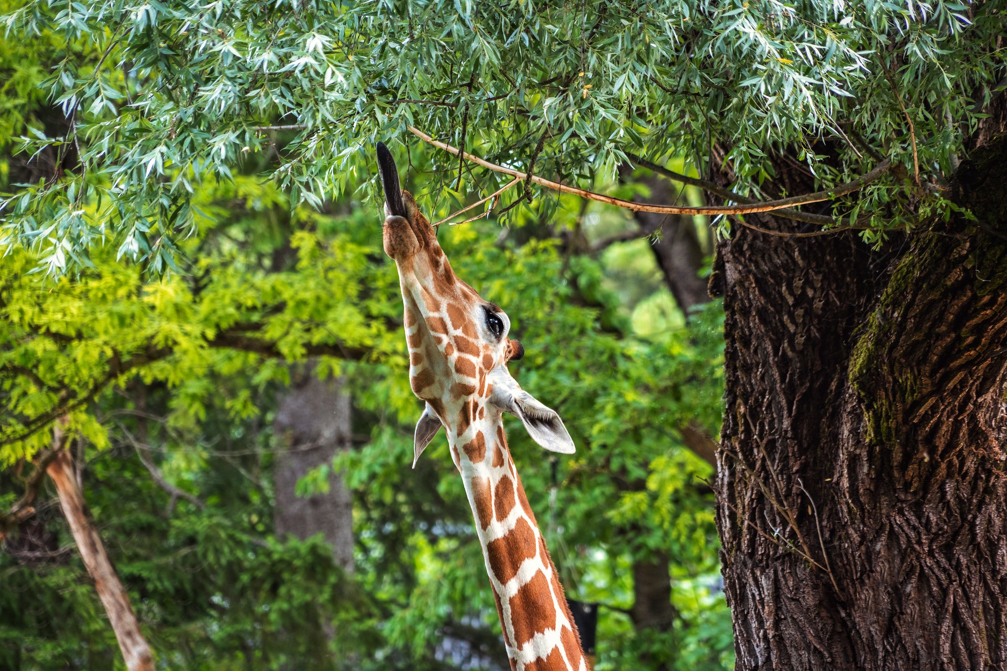 Giraffe of Hellabrunn