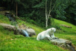 Polar Bear of Hellabrunn Zoo