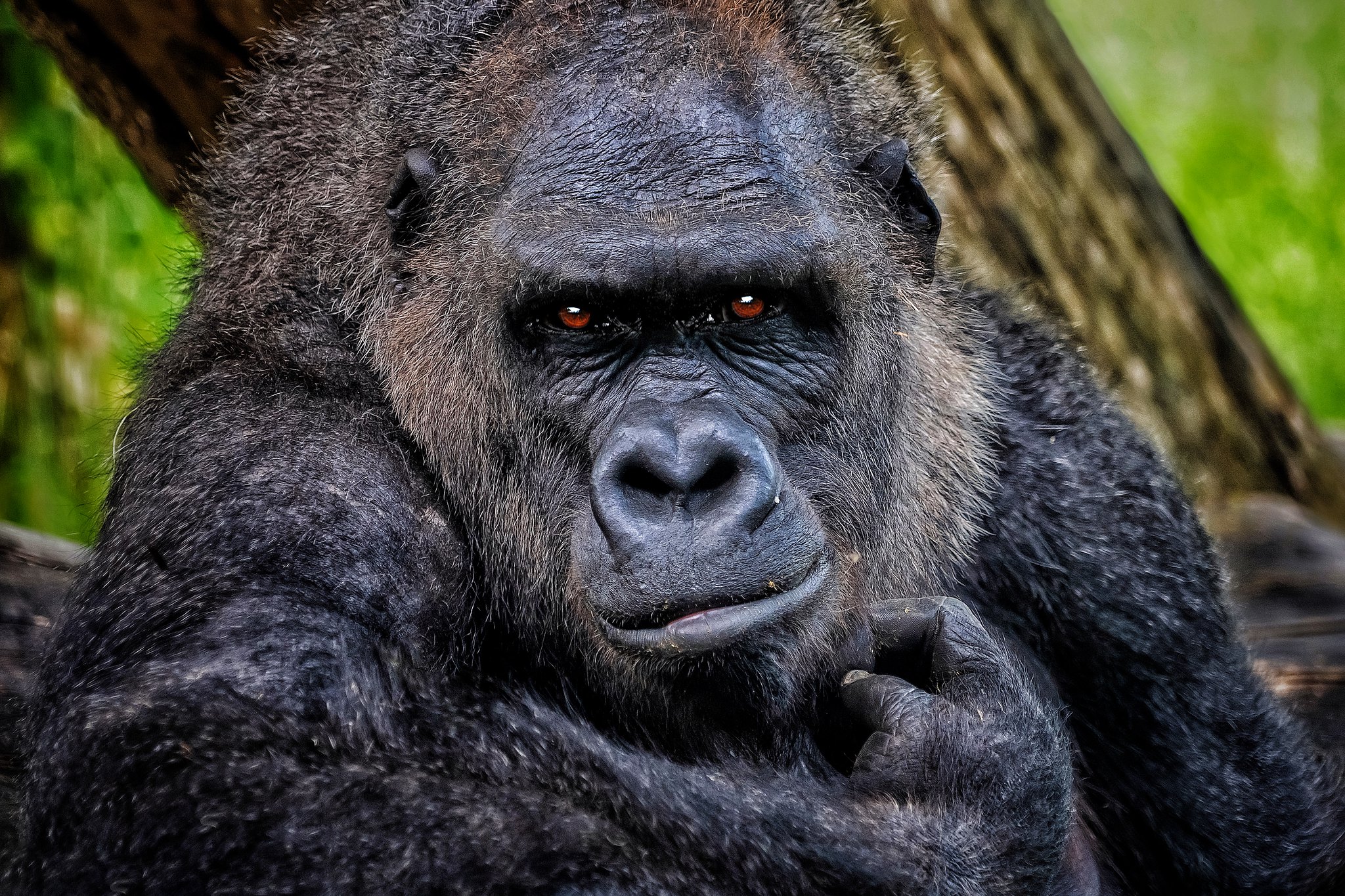 silverback male gorilla