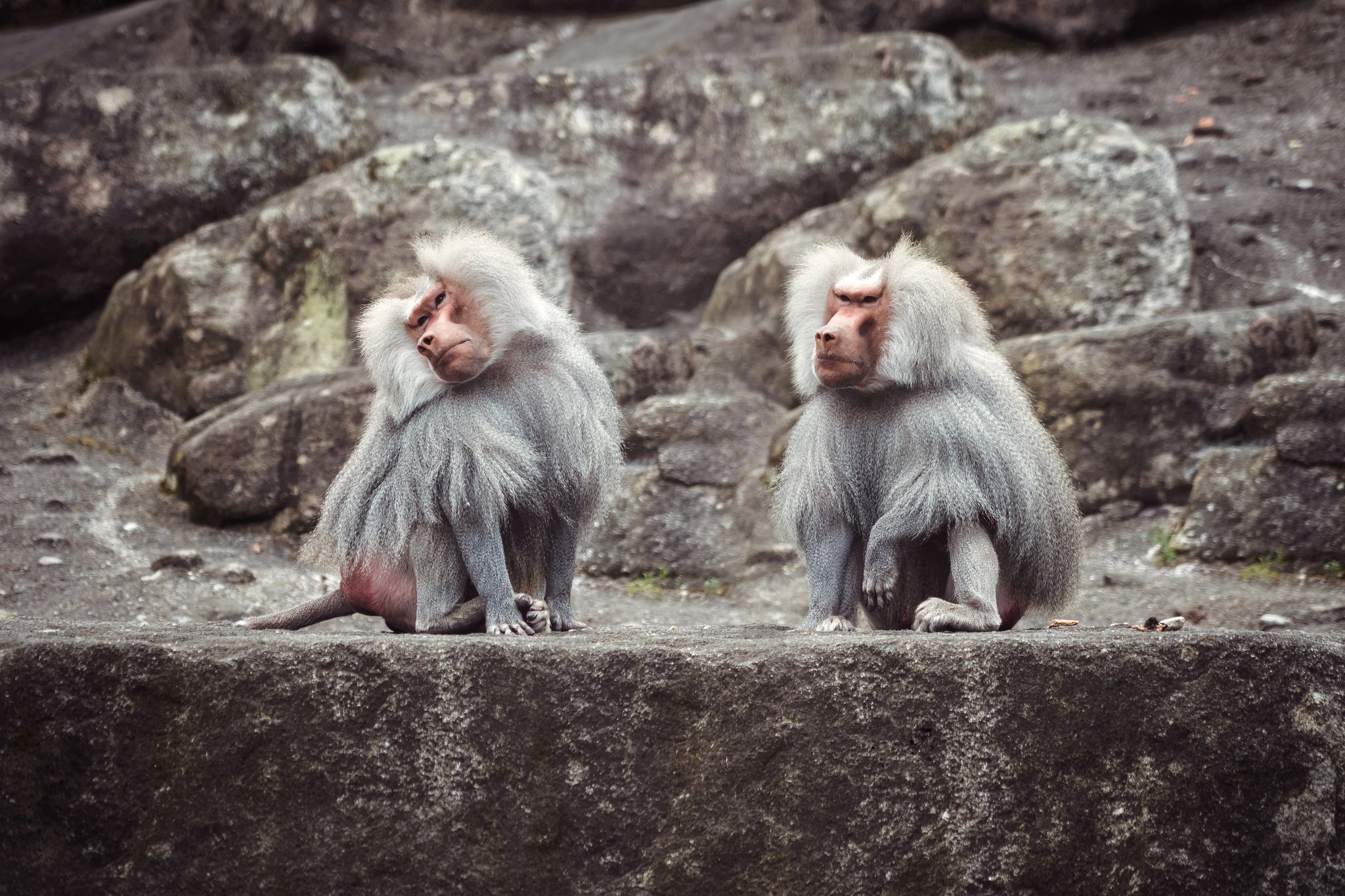 Hamadryas baboons of the Hellabrunn Zoo