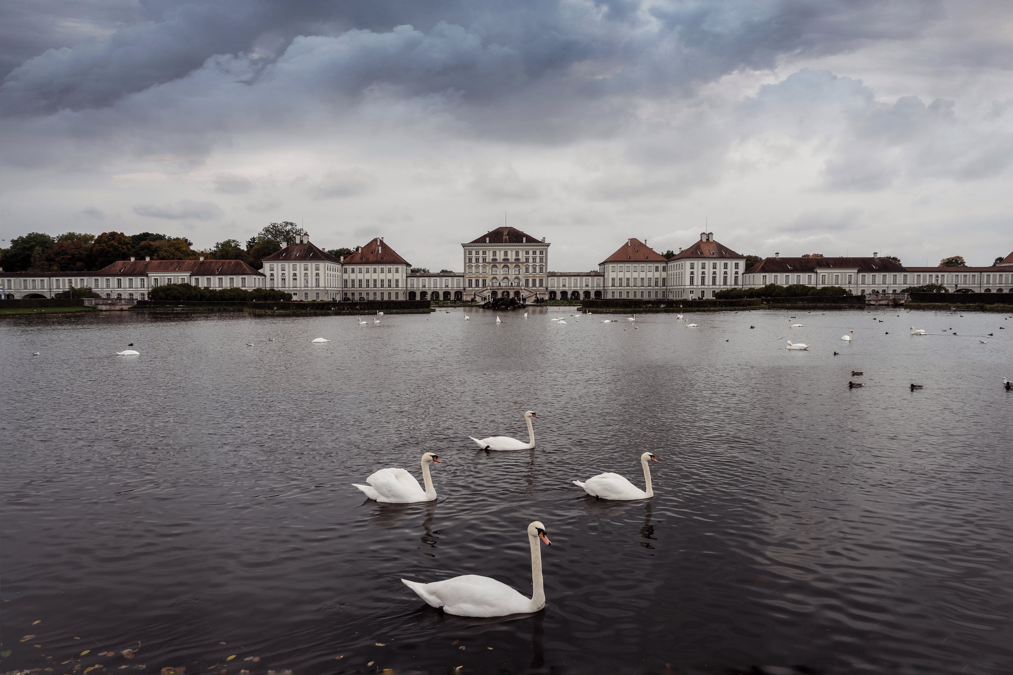 Swans of the Nymphenburg Palace