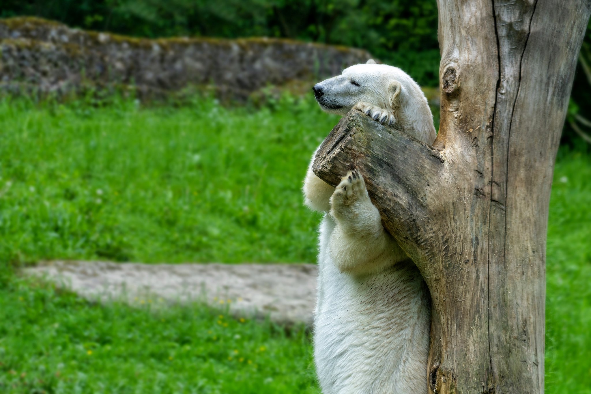 Polar bear of Hellabrunn Zoo.